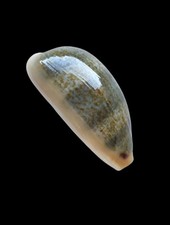 Shell conchiglia cypraea usato  Forano
