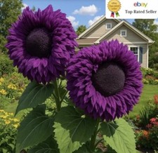 Rare purple enchanting for sale  BRIGHTON