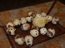 Jumbo white texas for sale  Stockton
