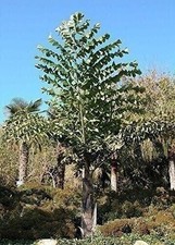 Giant fishtail palm for sale  USA