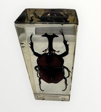 rhinoceros beetle for sale rhinoceros beetle for sale Boca Raton