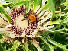 Samen carlina acaulis gebraucht kaufen  Cottbus