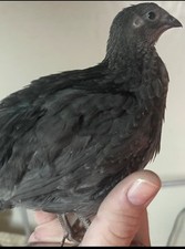 Black coturnix quail for sale  Somerset