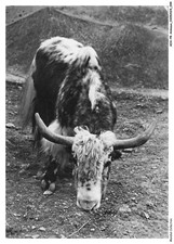 Aoap8 0589 animaux d'occasion  France