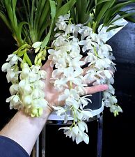 Mini cymbidium ice for sale  NOTTINGHAM