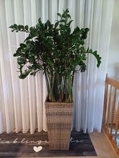 Glücksfeder zamioculcas zamii gebraucht kaufen  Wiehl