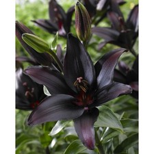 Black flower landini for sale  WOLVERHAMPTON