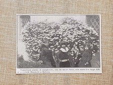 Bologna nel 1914 usato  Villarosa