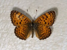 Melitaea aetherie perlini gebraucht kaufen  Deutschland