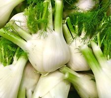 fennel for sale fennel for sale DEWSBURY