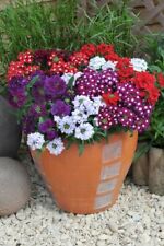 Verbena quartz mixed for sale  DUDLEY