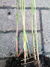 Asian wonder small for sale  EGHAM