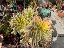 Aeonium sunburst succulent for sale  Manteca