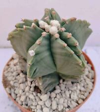 Astrophytum myriostigma kikko usato  Lecce