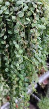 String turtles peperomia for sale  Reseda
