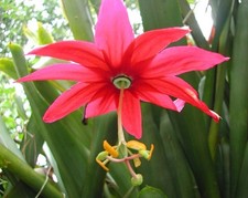 Passiflora antioquiensis red for sale  BECCLES