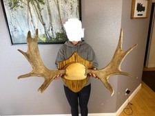 Shiras moose antler for sale  Moscow