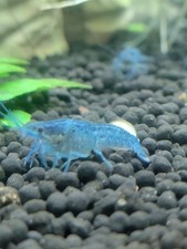 Beautiful tank bred for sale  Greenville