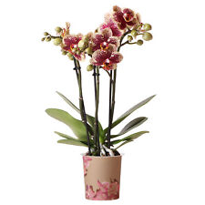 Orchid phalaenopsis spain for sale  UK