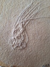 Freischwimmende seelilie fossi gebraucht kaufen  Xanten