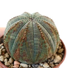 Euphorbia obesa fnz33 usato  Napoli