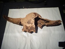 buffalo skull for sale buffalo skull for sale Helena