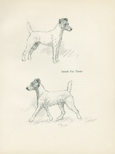 Smooth fox terrier for sale  COLEFORD