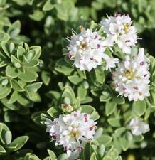 Hebe sutherlandii perennial for sale  Shipping to Ireland