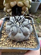 Copiapoa cinerea. own usato  Valdastico
