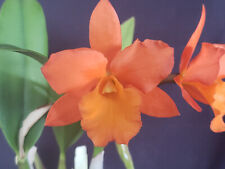 Rth. fuchs orange for sale  Keaau