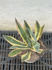 Aagave americana usato  Castrovillari