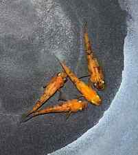 Nishiki medaka fish for sale  Shipping to Ireland