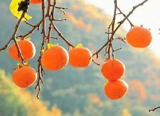 20pcs persimmon seeds for sale  Rockville