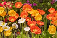 10000 samen islandmohn gebraucht kaufen  Frammersbach