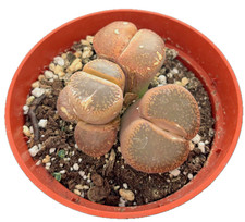 Lithops live succulent for sale  Rancho Cucamonga