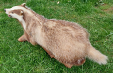 Dachs trophäe jagd gebraucht kaufen  Braunlage