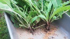 Russian comfrey root d'occasion  Expédié en Belgium