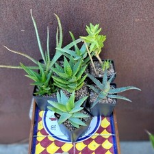 Aloe succulent bundle for sale  Valley Village