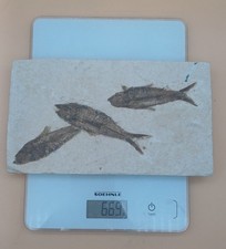 Fossile fische knightia gebraucht kaufen  Bodelshausen