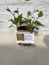 Geum flames passion for sale  WOLVERHAMPTON