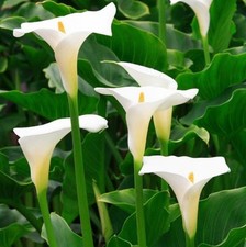 White calla aethiopica for sale  UK