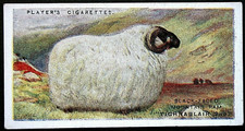 Usado, Cartão ilustrado SCOTCH BLACK FACE SHEEP Champion Ram vintage 1915 EE16M comprar usado Usado, Cartão ilustrado SCOTCH BLACK FACE SHEEP Champion Ram vintage 1915 EE16M comprar usado  Enviando para Brazil