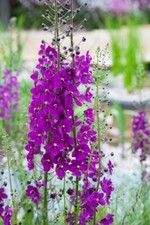 Verbascum violetta hardy for sale  BELLSHILL