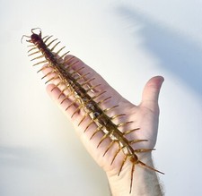 Entomology taxidermy scolopend for sale  Shipping to United Kingdom
