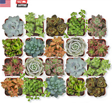 Live succulent plants for sale  Miami