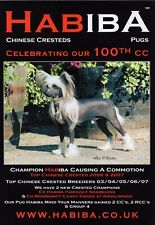 Chinese crested dog for sale  COLEFORD
