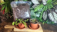 Kit plantes carnivores d'occasion  Agde