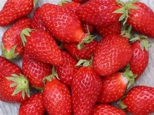 Graines fraises gariguette d'occasion  Hénin-Beaumont