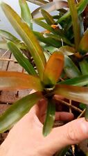 Neoregelia schultesiana fireba usato  Scorze