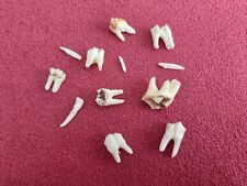 Assorted deer teeth for sale  MATLOCK